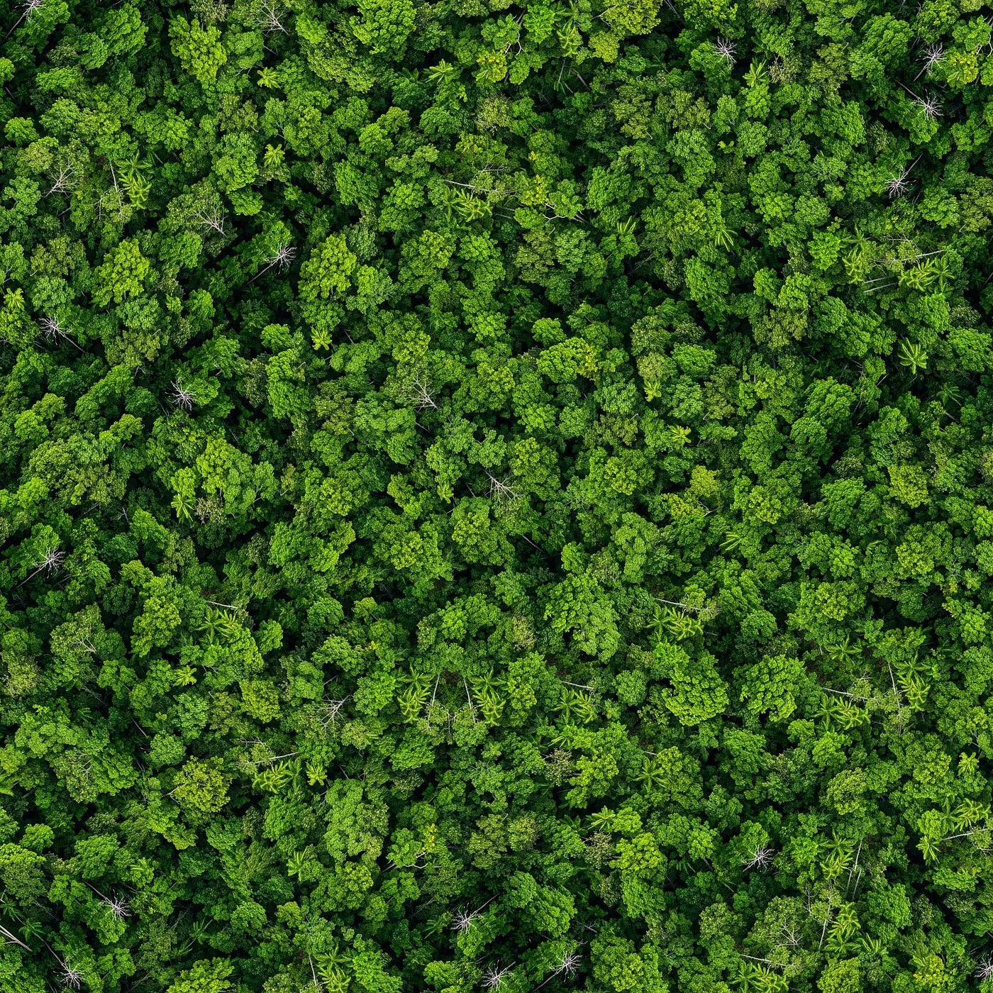 Aerial view of dense green forest