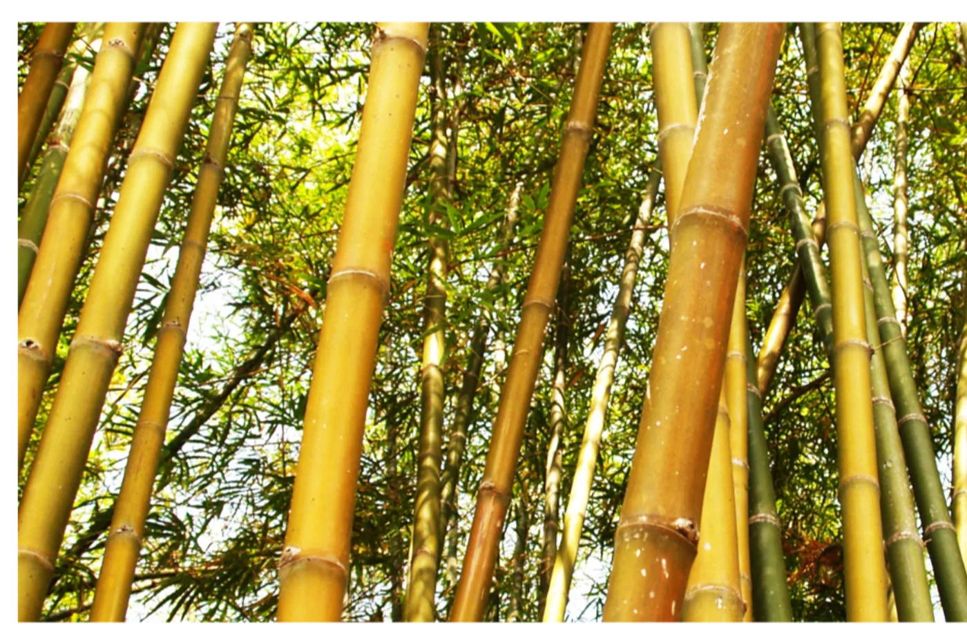 Looking up through a sunlit grove of golden bamboo